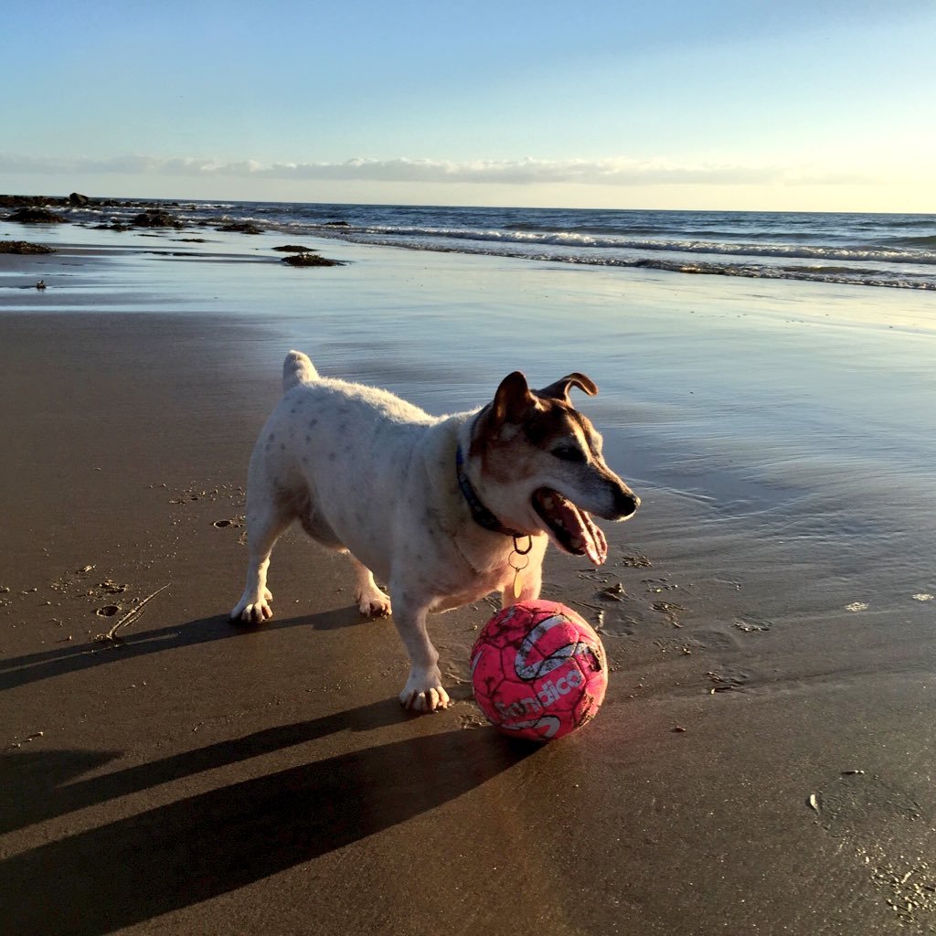 A Dog with Addisons Disease. Mr McHenry a fun loving 12 year old Jack Russell, enjoying life with his friends.