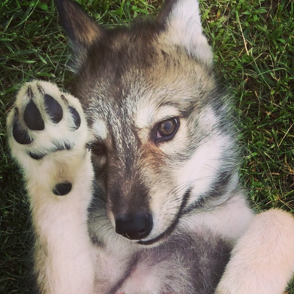 ウルフドッグ専門犬舎　Gシェパとウルフドッグ達　狩猟・馬術・クレー射撃・犬の管理栄養士&救急救命士