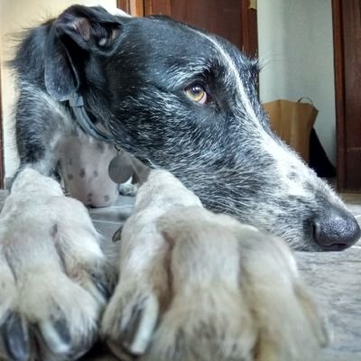 O importante é pasalo ben e non levar un golpe na cabeza