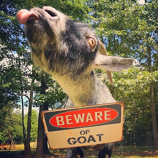 localwingnut's profile picture. 