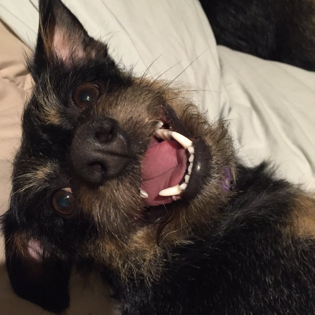 BsBshelby's profile picture. Professional dog trainer helping people create stronger and happier relationships with their 4 legged significant others.