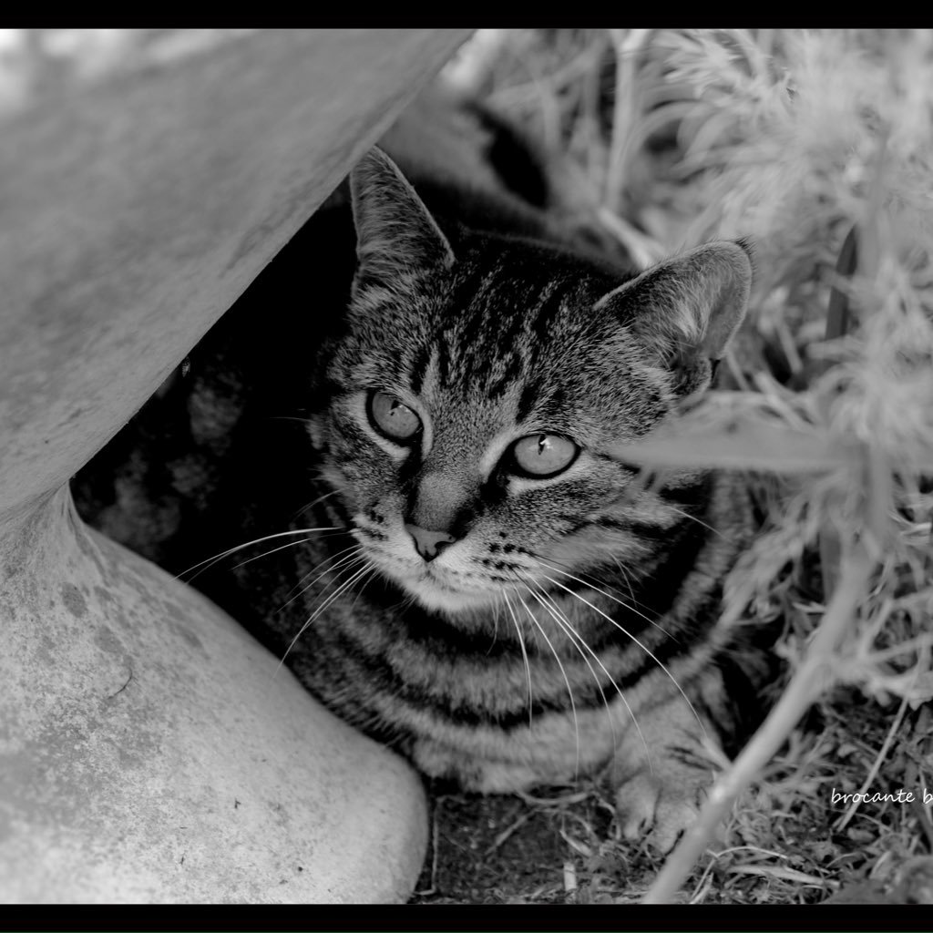 brocanteboiscaf's profile picture. brocante antiquités.