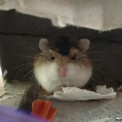 sidthirteen's profile picture. Amazing what the Russians can do with a potato....