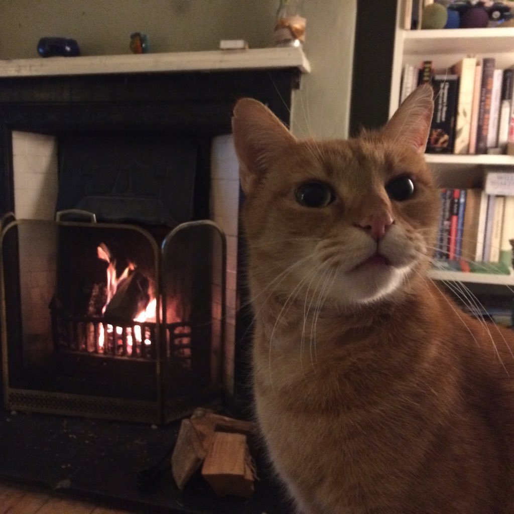 cat_by_fire's profile picture. I’m a cat, who likes to sit by a fire.