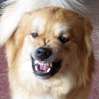 Old Grouch (@old_grouch1) 's Twitter Profile