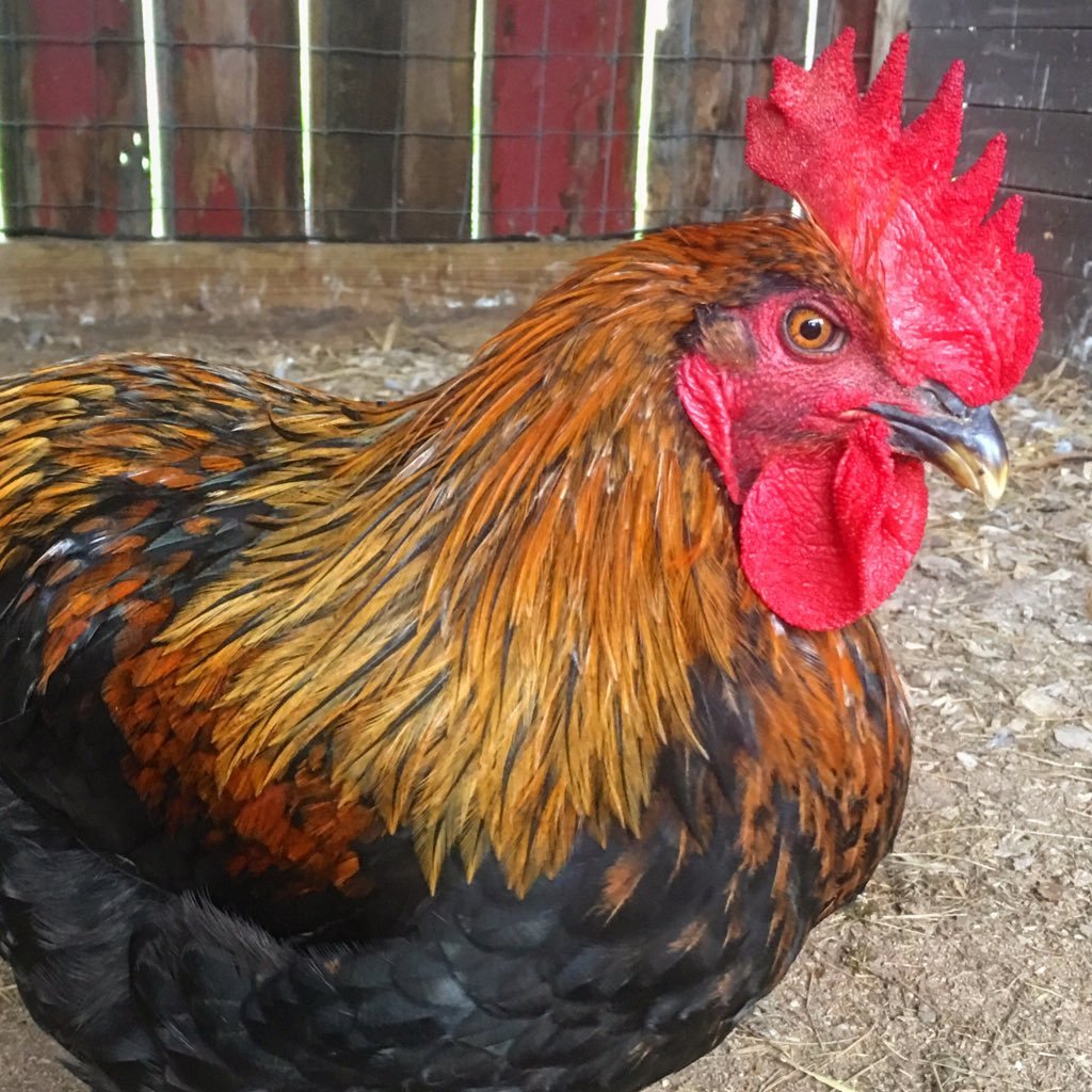 @JacobsHFarm