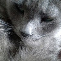Radio-mascota(@L_LizOliva) 's Twitter Profile Photo