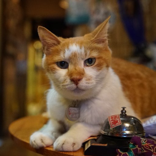 nennekoyado's profile picture. 谷中にある古民家カフェです。営業時間の変更等をお知らせします。谷根千エリアの根津駅から徒歩５分。（注意※こちらの管理人は店長オーナーでは無くweb専属スタッフです。）