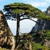freetree.lens(💙,🧡)(🪶🛡️) (🌸, 🌿) (@bigtree21368405) 's Twitter Profile