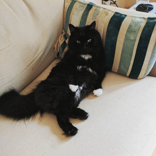 noirblackneko's profile picture. 