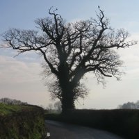 humdingerhalf (@rfrchumdinger) 's Twitter Profile Photo