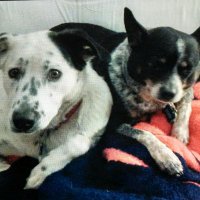 Sue (@mamasusan_) 's Twitter Profile