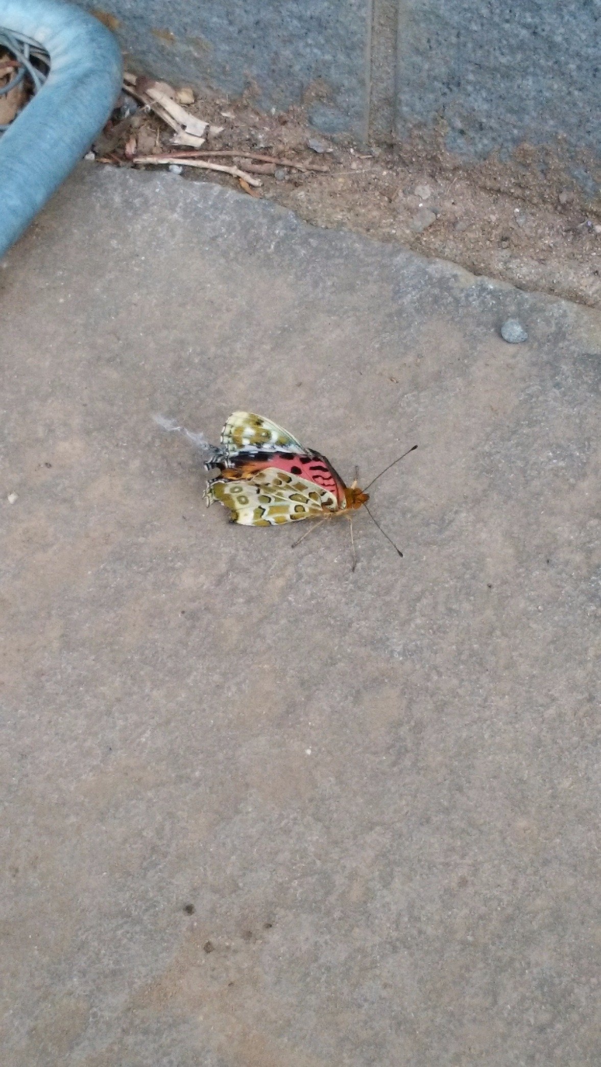 zyxg00d's profile picture. yorosiku