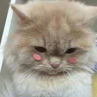 〰️ (@znseh) 's Twitter Profile