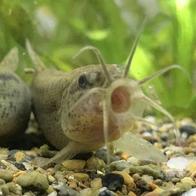 nakamuraya3's profile picture. X Amateur