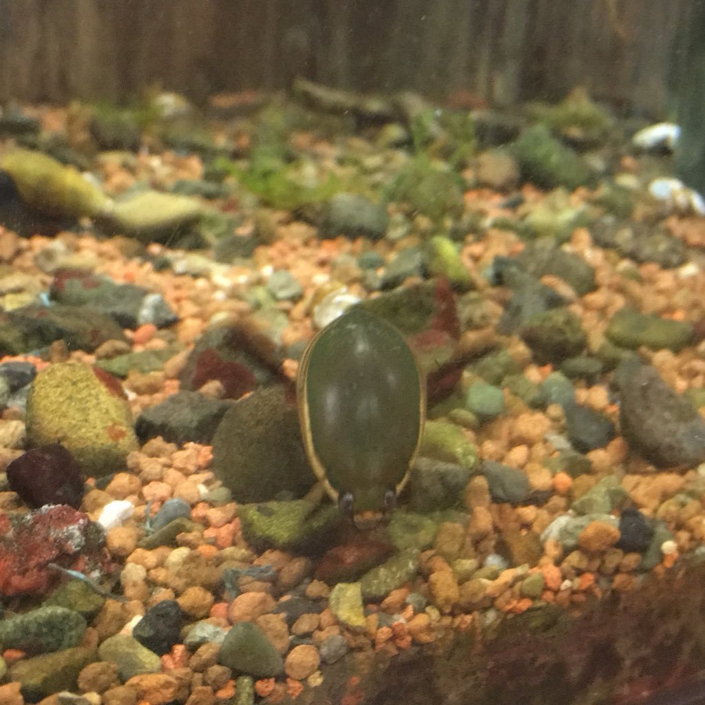 oRogneg95's profile picture. 人の振り見て我が振り直す。