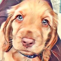 Cookie Says Woof 🍪 🐾(@CookieSaysWoof) 's Twitter Profile Photo