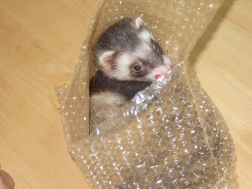 kotetu357's profile picture. フェレット飼いで動物好きな
アラフォです
読書も好きですが最近は読めてないな・・・