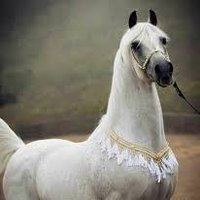 فيصل (@im__fd) 's Twitter Profile