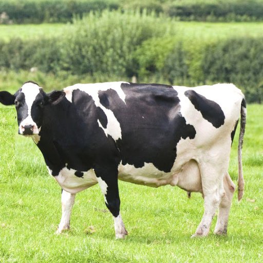 Tinopaldairy's profile picture. serving in this industry since 1955