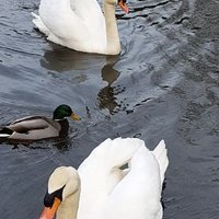 TheModernAdoptiveMummy (@modernadoptive) 's Twitter Profile