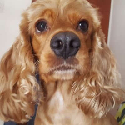 andrdocouto's profile picture. #SOSVenezuela