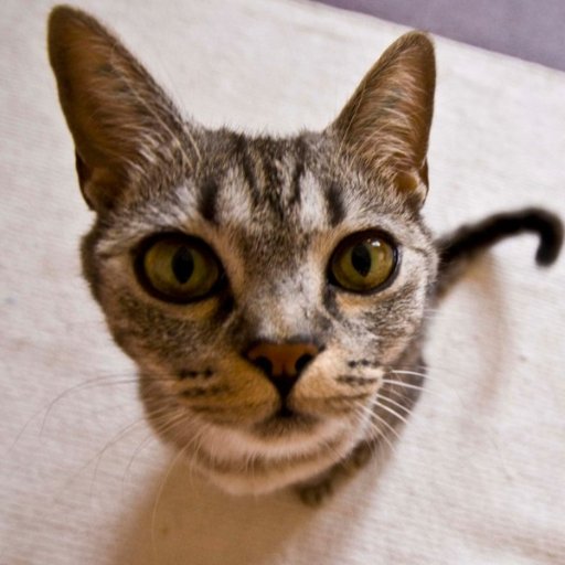 gavinro69160245's profile picture. こんな人ならぬこんな猫。戦争も暴力も差別ももふもふパワーでなくなれ！ネトウヨを見ると肉球で攻撃します。