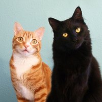 Cole & Marmalade(@ColeTheBlackCat) 's Twitter Profileg