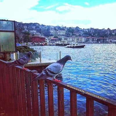 dileksimla's profile picture. Evli,Mutlu, Çocuklu ve FENERBAHÇELİ
Kelimelerin Hanım★Efendisi  D.M YOK..!