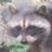 IslandCoder's avatar