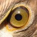 Eintracht Stats (@eintracht_stats) Twitter profile photo Eintracht Stats (@eintracht_stats) Twitter profile photo