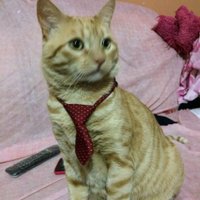 Patricia Moreno S. (@abcpato) 's Twitter Profile