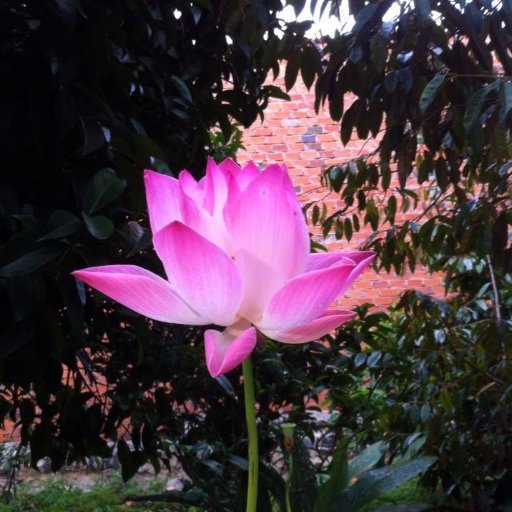 ductrihue's profile picture. 