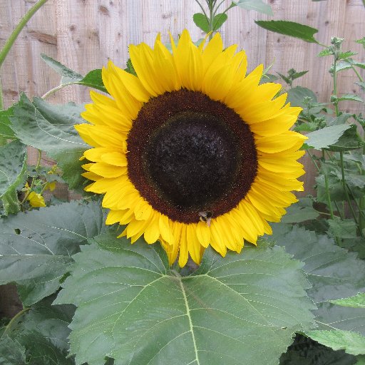 Old Cleeve Gardening Club meets monthly at Old Cleeve Commmunity Hall, 6 miles east of Minehead in West Somerset. See our website for full details.