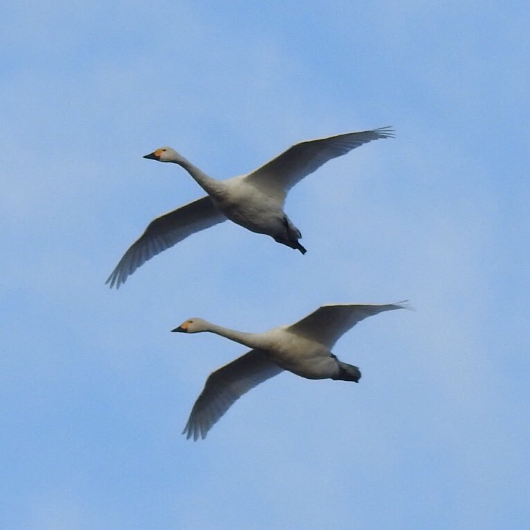 夏季は北海道クッチャロ湖畔で暮らし、冬季は埼玉県で暮らす渡り鳥です。自然を見つめ、護り、発信しています。 NPO法人クッチャロ湖エコワーカーズ理事。日本白鳥の会会員。#クッチャロ湖#自然#北海道#浜頓別町 #野鳥#ハクチョウ#花#ラムサール条約登録湿地#ベニヤ原生花園