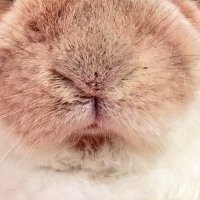 がりんちょめがね (@gosuke84) 's Twitter Profile