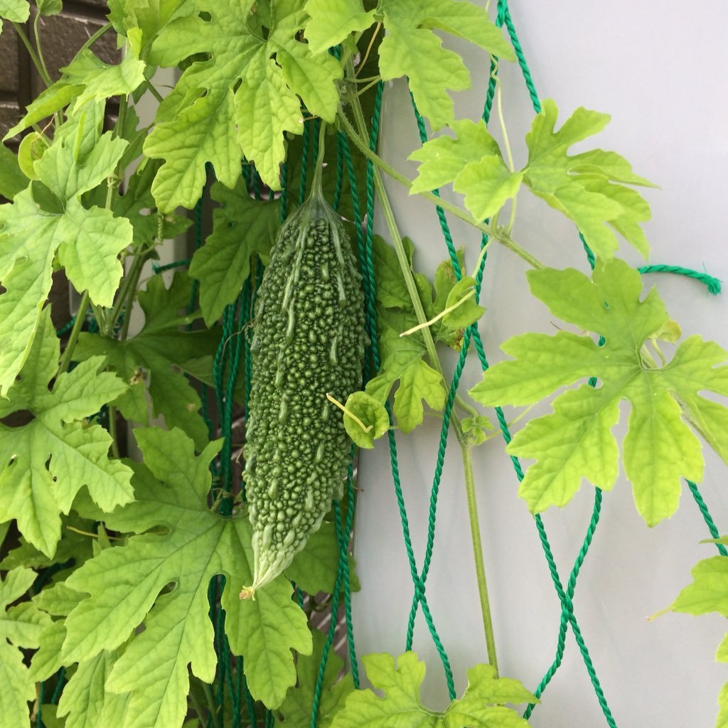 BKamHoovYHIdVsl's profile picture. クリプトの行く末が気になり業界の流れをずっとウォッチしてます。
たまに気になり過ぎた時は本業が手につかなくなる。
COTENRADIO、ブルハ好き。