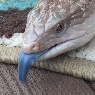 WeRateLizards Profile Picture