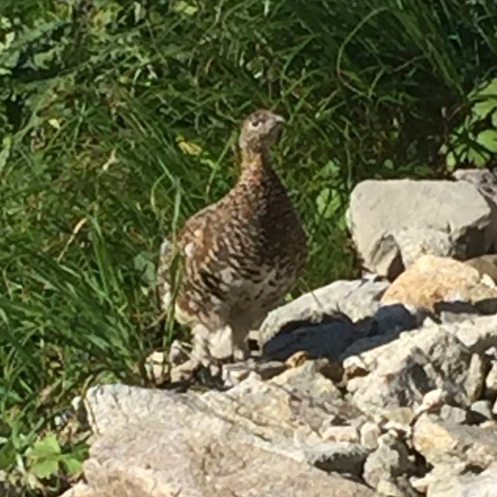 gifu_st787's profile picture. ライセンスフリー開局2018年1月21日。DJ-P24L、DJ-DPS70、IC-DRC1(末尾i)、DJ-PV1D(末尾A)、NTS111Aで運用しています。山歩メインで一息いれているときに交信しています。YAMAP:GIFU_ST787で軌跡をアップしています。