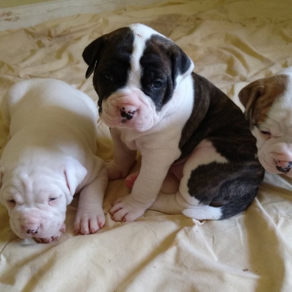 We breed purebred NKC Registered American Bulldogs. We also have a male for stud MD'S BUTCHY THE BUTCHER MAN. We've been breeding for more than 20 years.