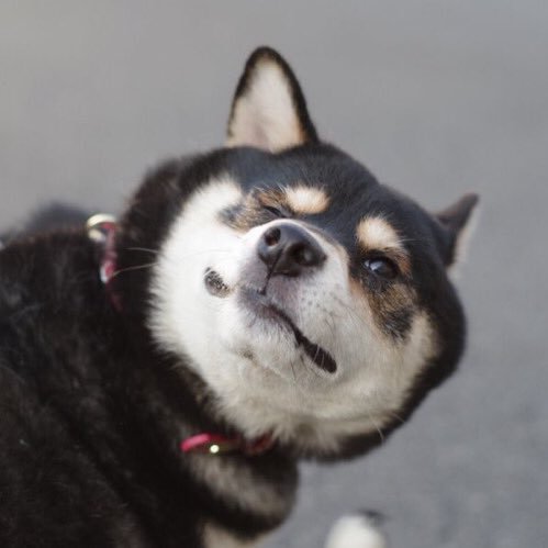 albm32's profile picture. 手動柴犬画像bot（自撮り）です。すべては柴犬の言動にすぎません。