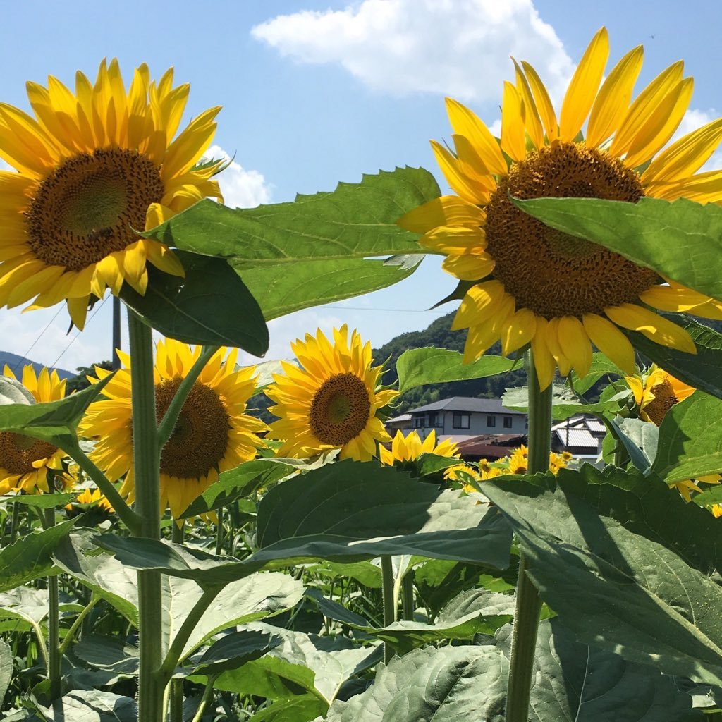 MyEyes64046073's profile picture. near by ISE in JAPAN スポーツ全般好きです。日々是好日 一日一日を大切に！　南野陽子さん応援