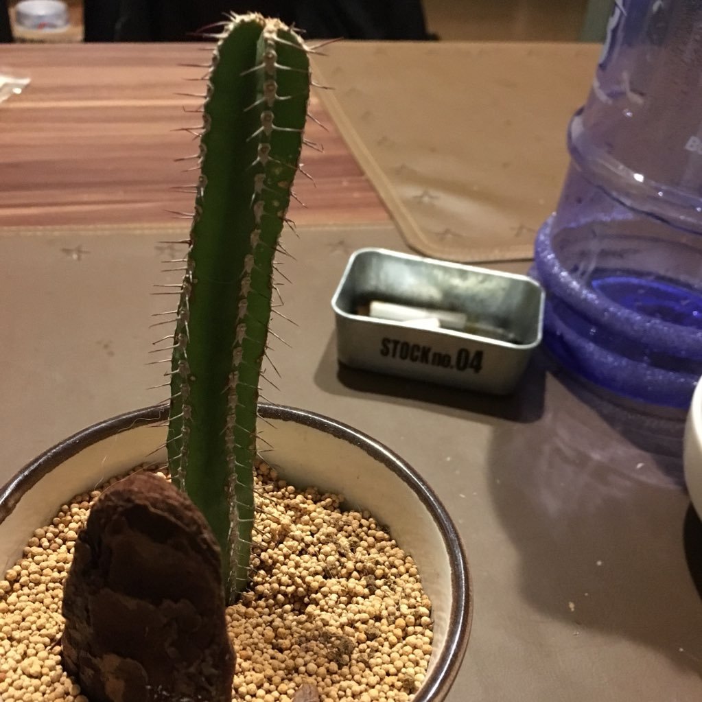 saboten0920's profile picture. とりあえずTwitter始めてみました！！