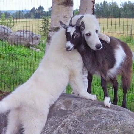 🐶🐱🐭🐻🐰🧸🐯🐴🦓🐵🦊🦝🙉🐼🐨😍😍😍😍😍😍 Végan