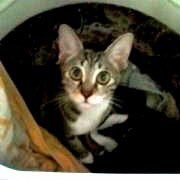 naokinekomamir1's profile picture. 