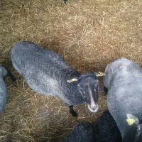 HippiePrepper (@hippieprepp) 's Twitter Profile