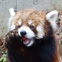 マヌルパンダ (@manulpanda) 's Twitter Profile