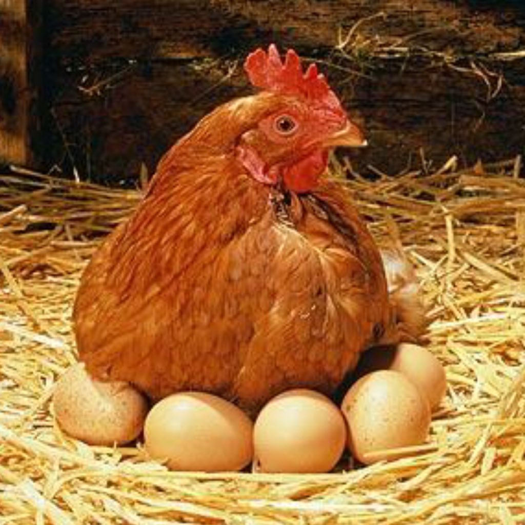 We are a small Family Farm producing the best quality whole grains and mixed poultry feeds..