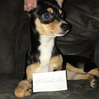 StrmZ (@strmzgfx) 's Twitter Profile