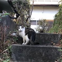 遥希 (@halk0tou) 's Twitter Profile